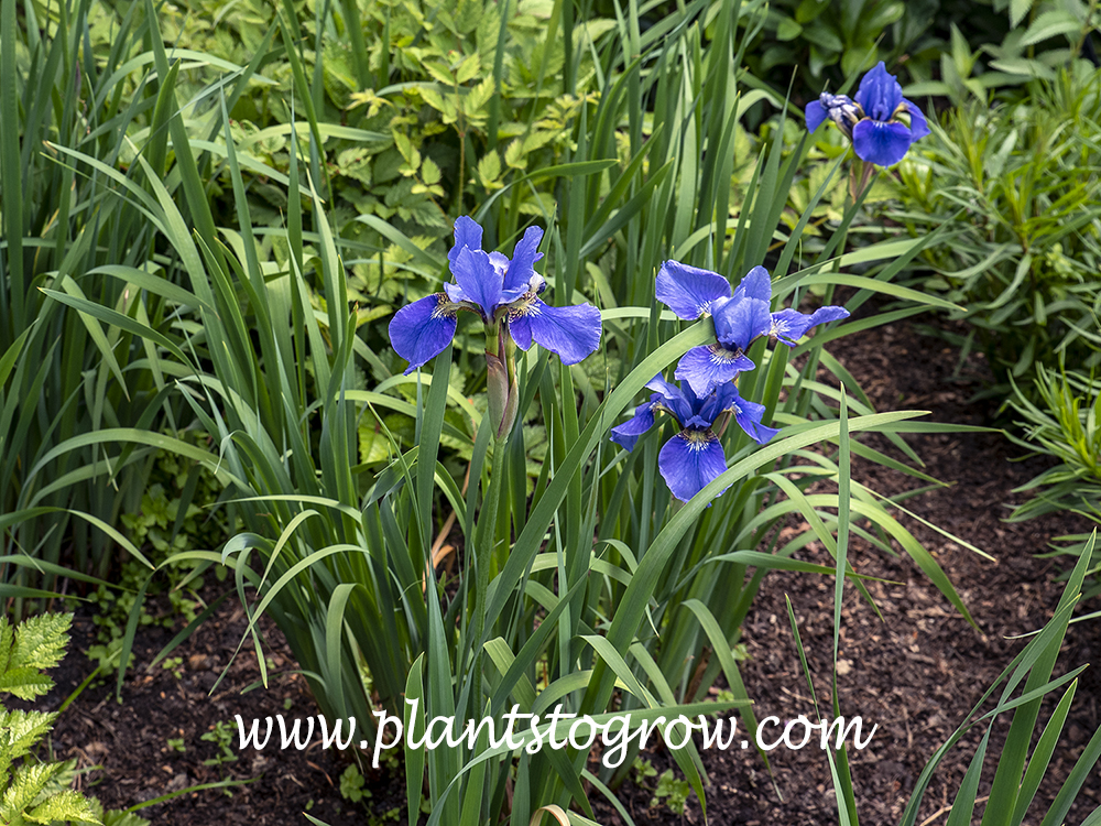 Orville Fay Siberian Iris (Iris siberica) A mid to late blooming blue Siberian Iris.